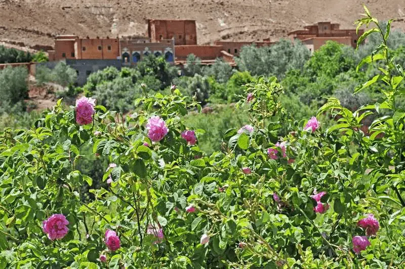 CIUDADES IMPRESCINDIBLES QUE VISITAR EN MARRUECOS 6 Valle de las Rosas